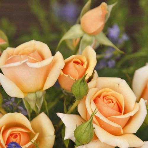 Rosa Sweet Honey ® - galben - Trandafir copac cu trunchi înalt - cu flori în buchet - coroană tufiș